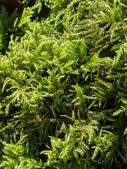 Thamnobryum