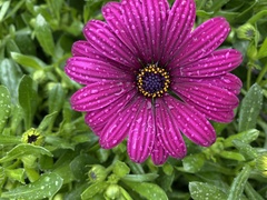 Dimorphotheca jucunda