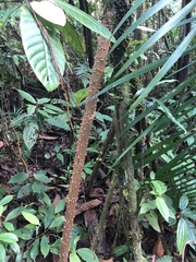 Socratea exorrhiza