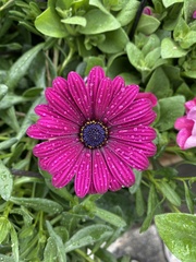 Dimorphotheca jucunda