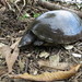 Central American River Turtle - Photo (c) Alfonsina Hernández Cardona, some rights reserved (CC BY-NC), uploaded by Alfonsina Hernández Cardona