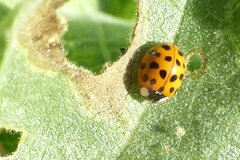 Harmonia axyridis
