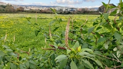 Phytolacca heterotepala