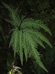 Selaginella arthritica