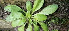 Arabidopsis thaliana