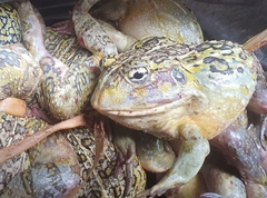 Pyxicephalus adspersus