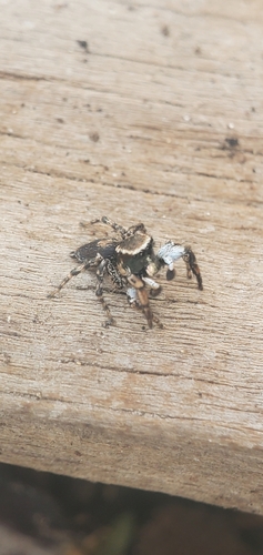 Habronattus cambridgei