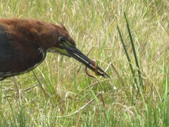 Helicops infrataeniatus