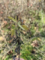 Artemisia verlotiorum