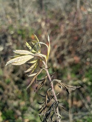 Artemisia verlotiorum
