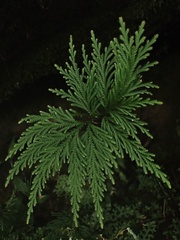 Selaginella arthritica
