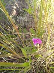 Sphenostylis angustifolia