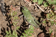 Chimarocephala pacifica