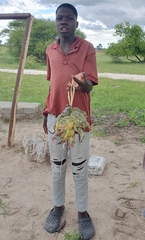 Pyxicephalus adspersus