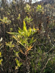 Artemisia verlotiorum