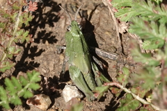 Chimarocephala pacifica