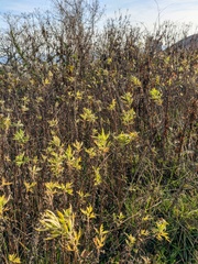 Artemisia verlotiorum