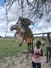 Pyxicephalus adspersus