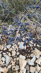 Ligustrum quihoui