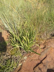 Aloe verecunda