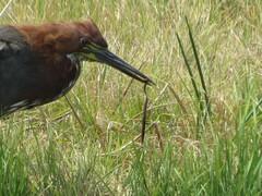 Helicops infrataeniatus