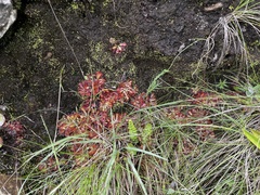 Drosera natalensis
