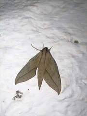 Xylophanes anubus