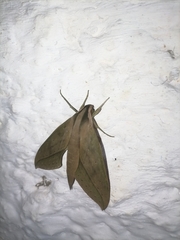 Xylophanes anubus