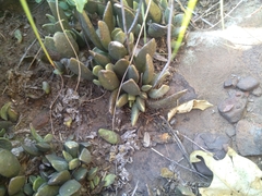 Adromischus umbraticola