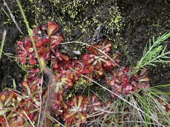 Drosera natalensis