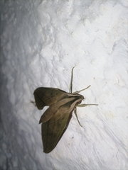 Xylophanes anubus