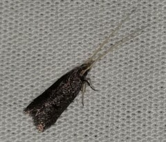 Lecithocera terrigena