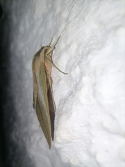 Xylophanes anubus