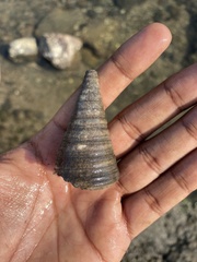 Telescopium telescopium