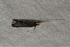 Lecithocera terrigena