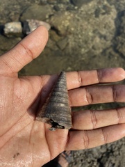 Telescopium telescopium