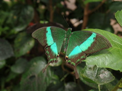 Papilio palinurus