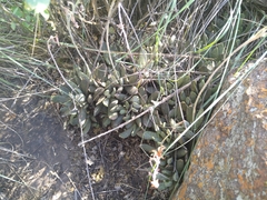 Adromischus umbraticola