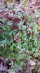 Saxifraga fragilis