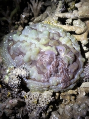 Asteronotus cespitosus