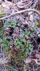 Saxifraga fragilis