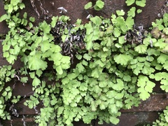 Adiantum capillus-veneris