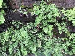 Adiantum capillus-veneris