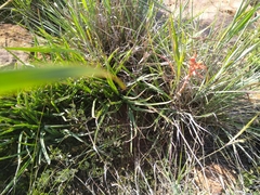 Aloe verecunda