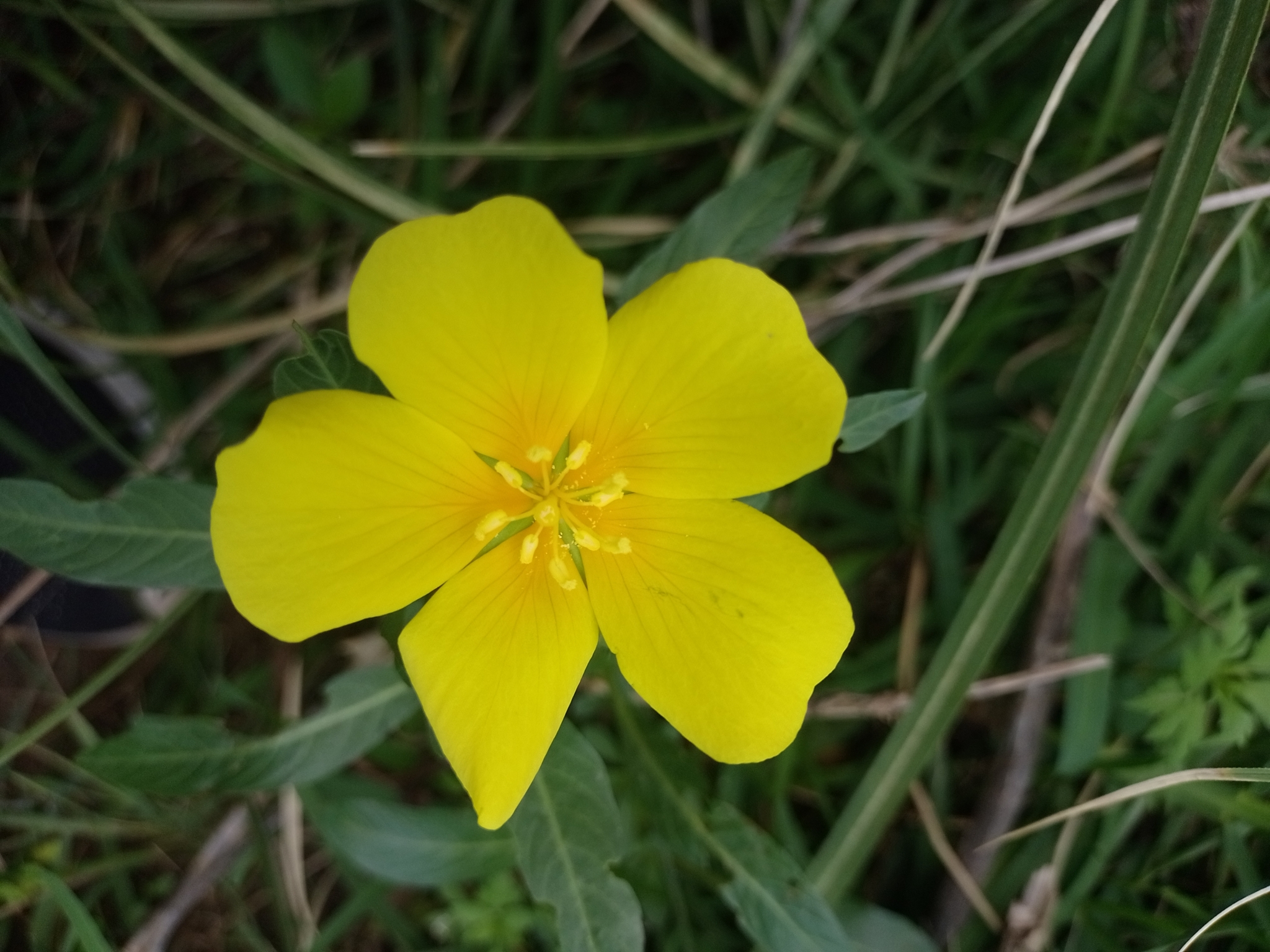 Ludwigia hexapetala