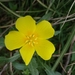 Ludwigia hexapetala - Photo (c) Tomás Carranza Perales, alguns direitos reservados (CC BY), enviado por Tomás Carranza Perales