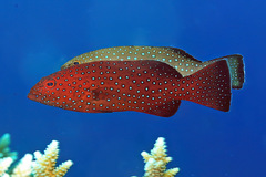 Plectropomus areolatus