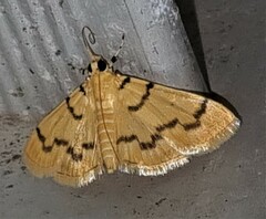 Dichocrocis clytusalis