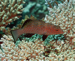 Plectropomus areolatus