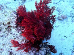 Halymenia durvillei